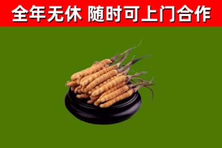 延津回收散虫草