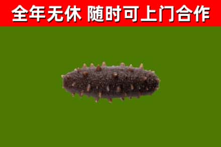 延津回收海参干